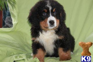 Bernese Mountain Dog Puppies for Sale